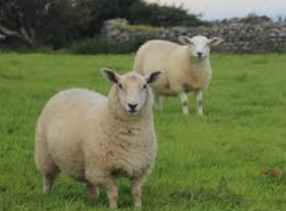 Eco-Pâturage : Le collège va accueillir 2 moutons!